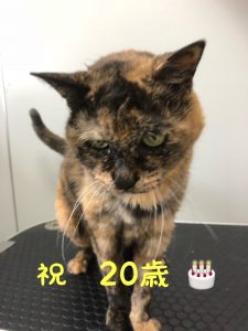 凪　20歳